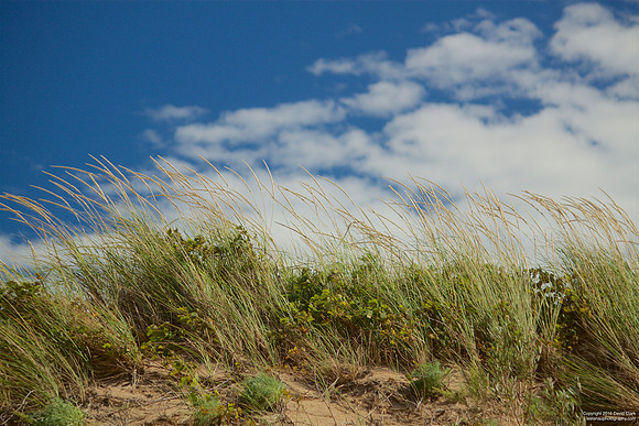 Dune Grass