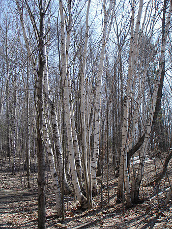 Birch Trees Two