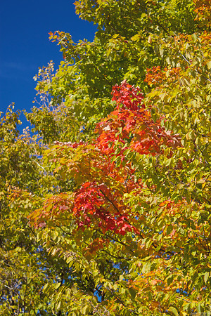 RBG Contrast