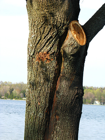 Chopped Tree