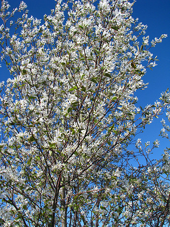 Spring Blossom