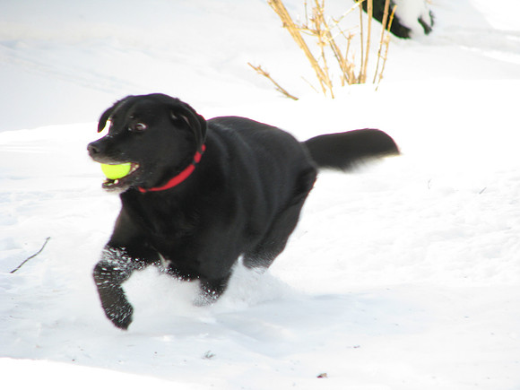 Gavin the Wonder Dog